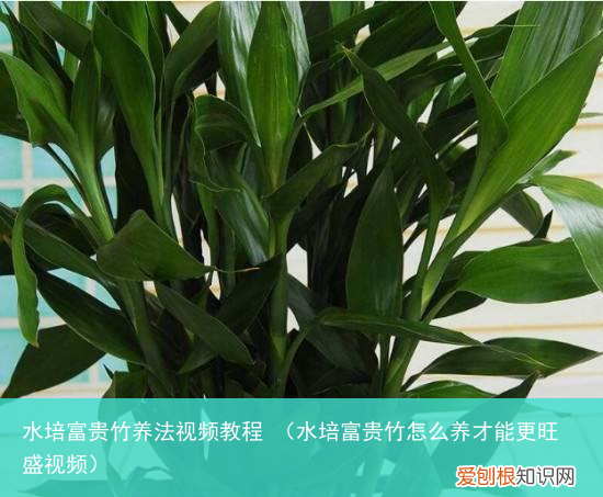 水培富贵竹怎么养才能更旺盛视频 水培富贵竹养法视频教程