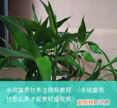 水培富贵竹怎么养才能更旺盛视频 水培富贵竹养法视频教程