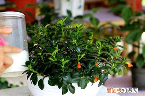 金鱼吊兰叶子干了怎么办 金鱼吊兰叶子发软怎么办？还能救吗？