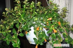 金鱼吊兰叶子干了怎么办 金鱼吊兰叶子发软怎么办？还能救吗？