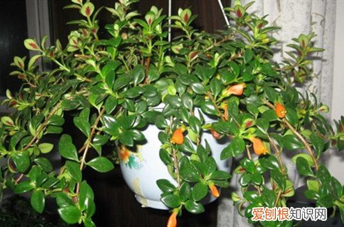 金鱼吊兰叶子干了怎么办 金鱼吊兰叶子发软怎么办？还能救吗？