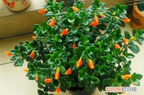金鱼吊兰叶子干了怎么办 金鱼吊兰叶子发软怎么办？还能救吗？