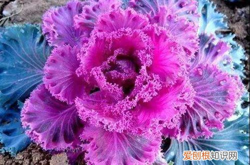 羽衣甘蓝北方能过冬吗种植方法和注意事项 羽衣甘蓝冬天怎么养？能在室外过冬吗？
