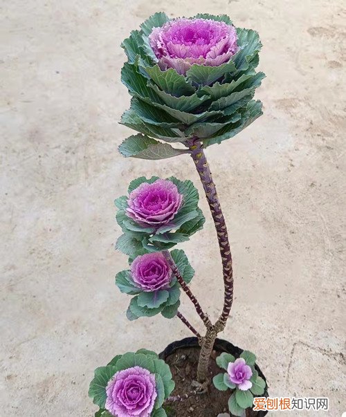 羽衣甘蓝北方能过冬吗种植方法和注意事项 羽衣甘蓝冬天怎么养？能在室外过冬吗？
