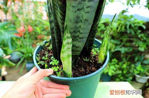 虎皮兰长长了可以剪短吗 虎皮兰长太高了怎么办，可不可以剪短？