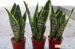 虎皮兰长长了可以剪短吗 虎皮兰长太高了怎么办，可不可以剪短？