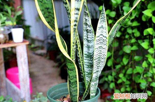 虎皮兰长长了可以剪短吗 虎皮兰长太高了怎么办，可不可以剪短？