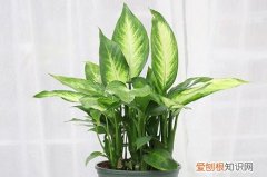 广东万年青叶子下垂怎么办 万年青叶子老是下垂，该怎弄呢？