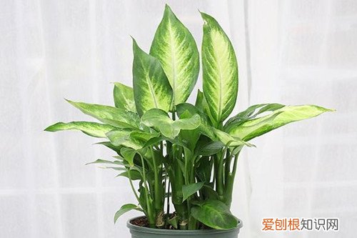 广东万年青叶子下垂怎么办 万年青叶子老是下垂，该怎弄呢？