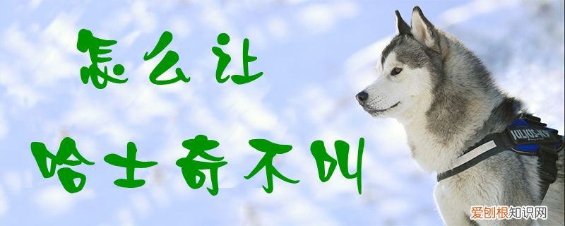 怎么让哈士奇不叫,怎么让哈士奇不乱叫