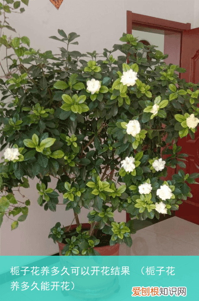 栀子花养多久能开花 栀子花养多久可以开花结果