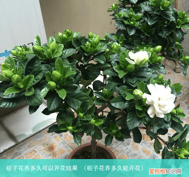 栀子花养多久能开花 栀子花养多久可以开花结果