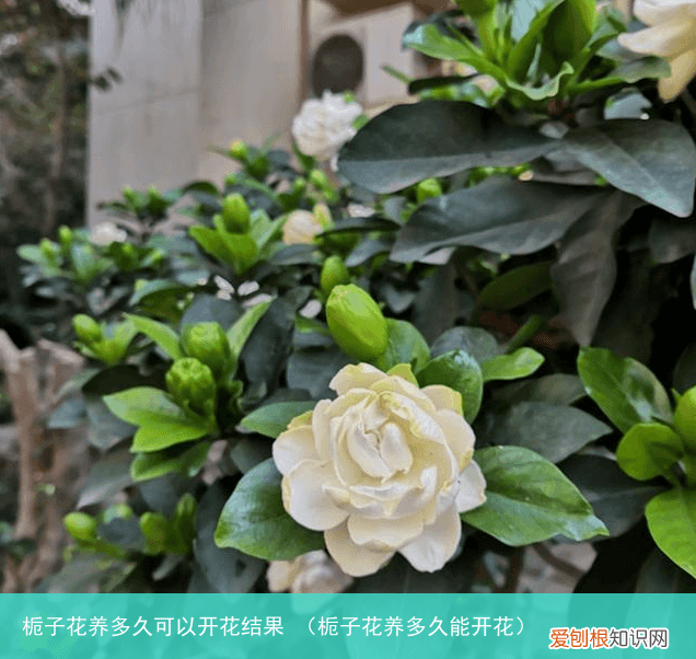 栀子花养多久能开花 栀子花养多久可以开花结果