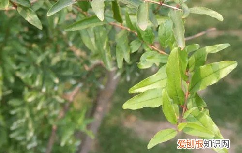 石榴树叶子枯萎了怎么救 石榴树叶子枯萎了，还能救活吗？
