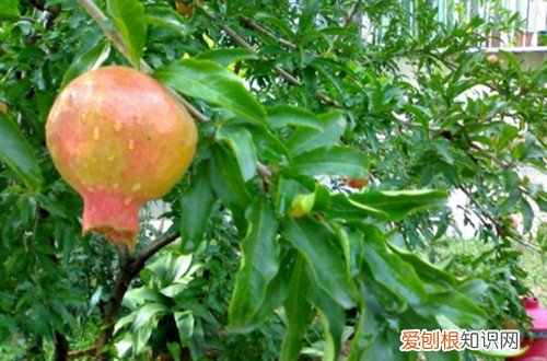 石榴树叶子枯萎了怎么救 石榴树叶子枯萎了，还能救活吗？