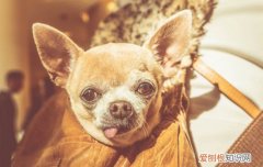 狗狗护食行为 狗护食是什么行为
