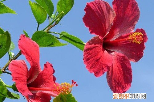 扶桑花叶尖发黑干枯 扶桑花叶子干枯的原因有哪些？这五点你都知道吗？