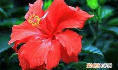 扶桑花叶尖发黑干枯 扶桑花叶子干枯的原因有哪些？这五点你都知道吗？
