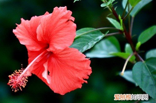 扶桑花叶尖发黑干枯 扶桑花叶子干枯的原因有哪些？这五点你都知道吗？