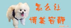 怎么让博美安静，博美多大才能安静点