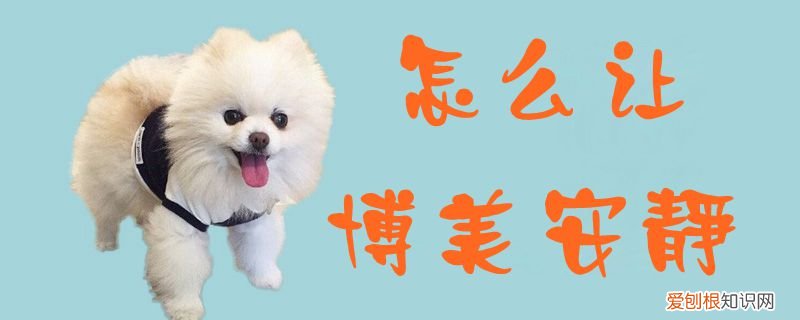 怎么让博美安静，博美多大才能安静点