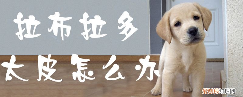 拉布拉多太皮怎么办，拉布拉多皮太松