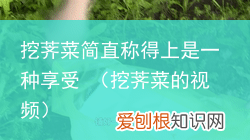 挖荠菜的视频 挖荠菜简直称得上是一种享受