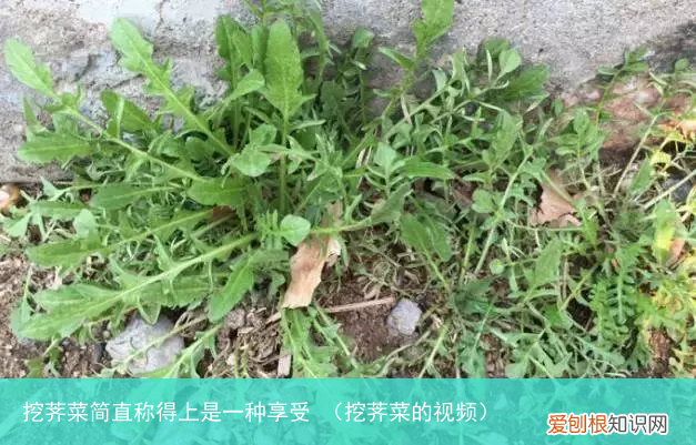 挖荠菜的视频 挖荠菜简直称得上是一种享受