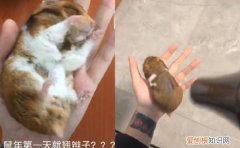 仓鼠身体发硬是死了么 仓鼠浑身发硬