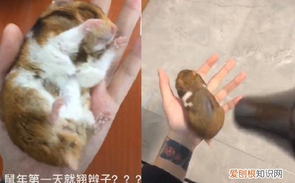 仓鼠身体发硬是死了么 仓鼠浑身发硬