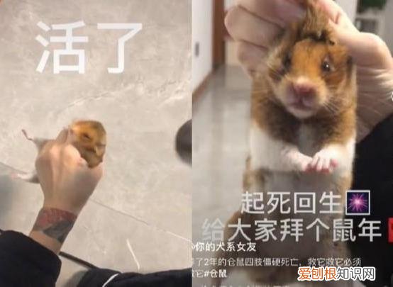 仓鼠身体发硬是死了么 仓鼠浑身发硬