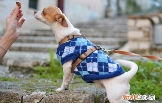 吉娃娃由来 吉娃娃历史