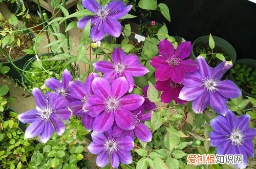 铁线莲能开多长时间花 铁线莲养多久能开花？如何让铁线莲多开花？