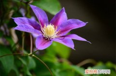 铁线莲能开多长时间花 铁线莲养多久能开花？如何让铁线莲多开花？