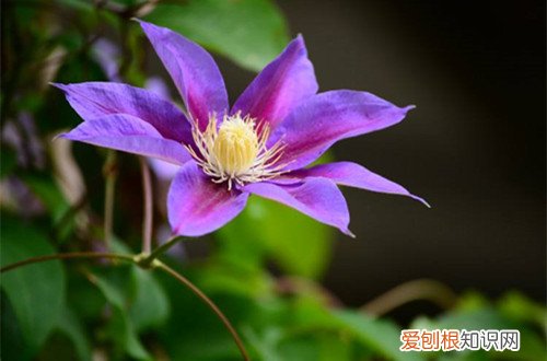 铁线莲能开多长时间花 铁线莲养多久能开花？如何让铁线莲多开花？