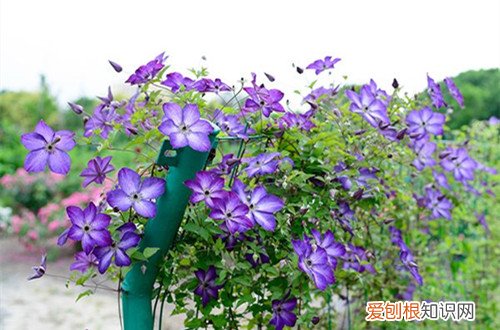 铁线莲能开多长时间花 铁线莲养多久能开花？如何让铁线莲多开花？