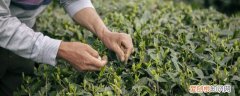袋装的茶叶能保存多久 袋装茶叶如何保存多久