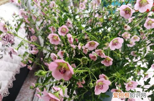小木槿什么时间修剪好 小木槿什么时候修剪好？做好修剪工作，能促进多开花！