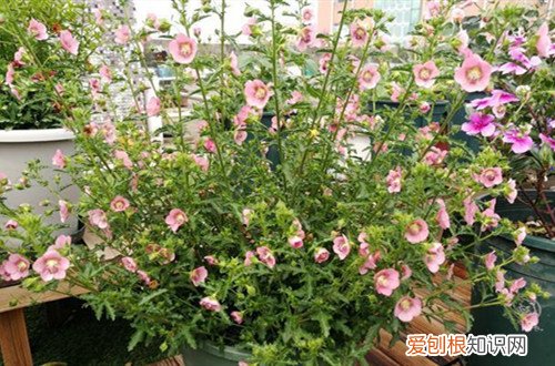 小木槿什么时间修剪好 小木槿什么时候修剪好？做好修剪工作，能促进多开花！