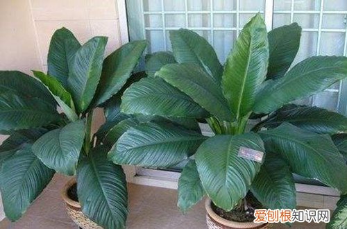 绿巨人植物开花吗 绿巨人会开花吗？它的花期是哪个时候？