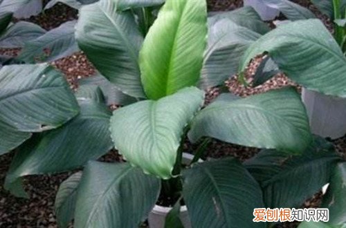 绿巨人植物开花吗 绿巨人会开花吗？它的花期是哪个时候？