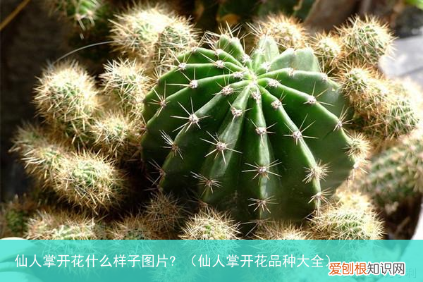 仙人掌开花品种大全 仙人掌开花什么样子图片?