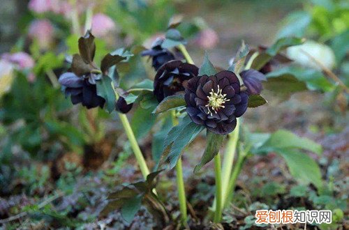 铁筷子怎么养护?有哪些养护方法视频 铁筷子怎么养护？有哪些养护方法？