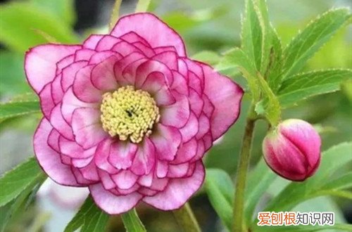 铁筷子怎么养护?有哪些养护方法视频 铁筷子怎么养护？有哪些养护方法？