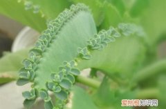 落地生根会开花吗什么时候开花 落地生根的花期是什么时候？如何促使落地生根开花