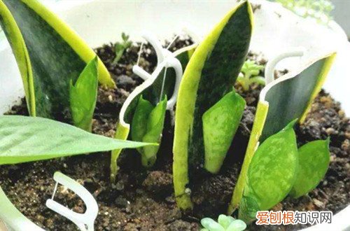 虎皮兰的扦插方法和注意事项大全 虎皮兰怎么扦插，方法很简单，大家可以试试这几种方法！