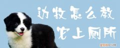 边牧怎么教它上厕所