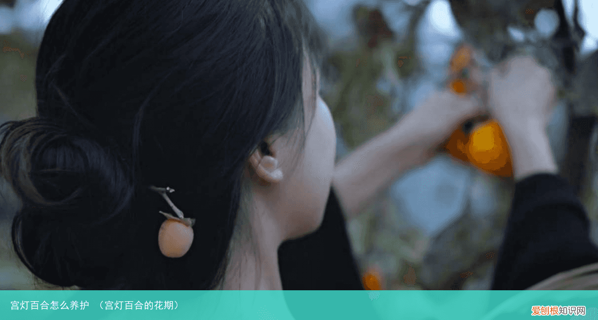 宫灯百合的花期 宫灯百合怎么养护