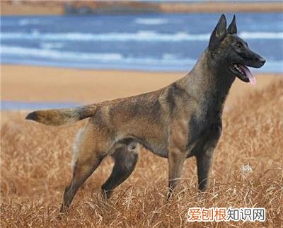 马犬什么时候性格稳定 马犬什么时候能长大