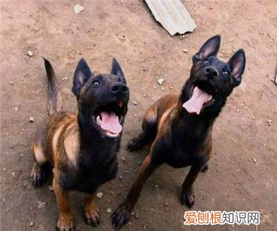 马犬什么时候性格稳定 马犬什么时候能长大